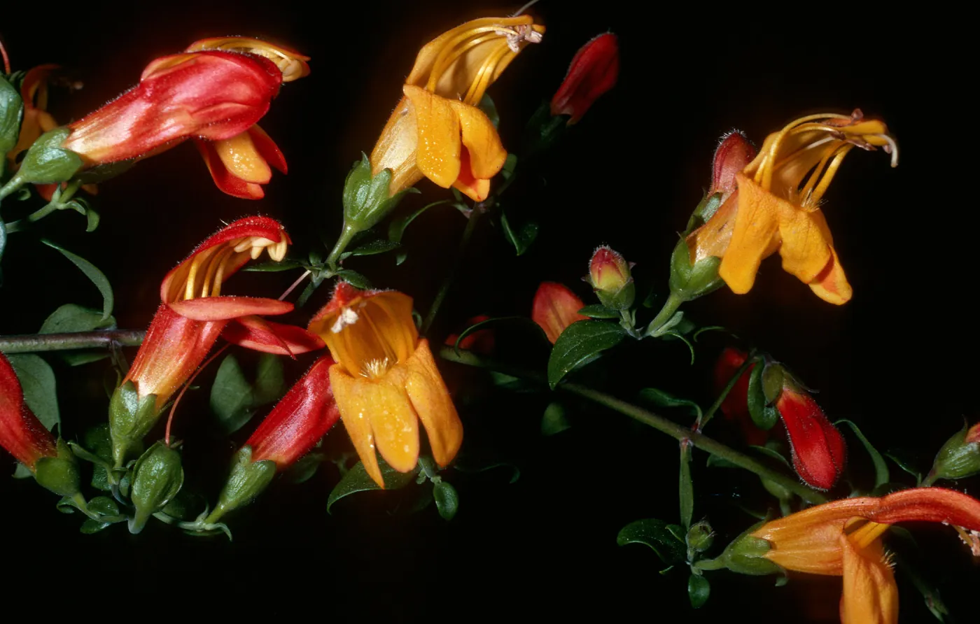  Keckiella antirrhinoides x Keckiella cordifolia, a hybrid, SBBG
