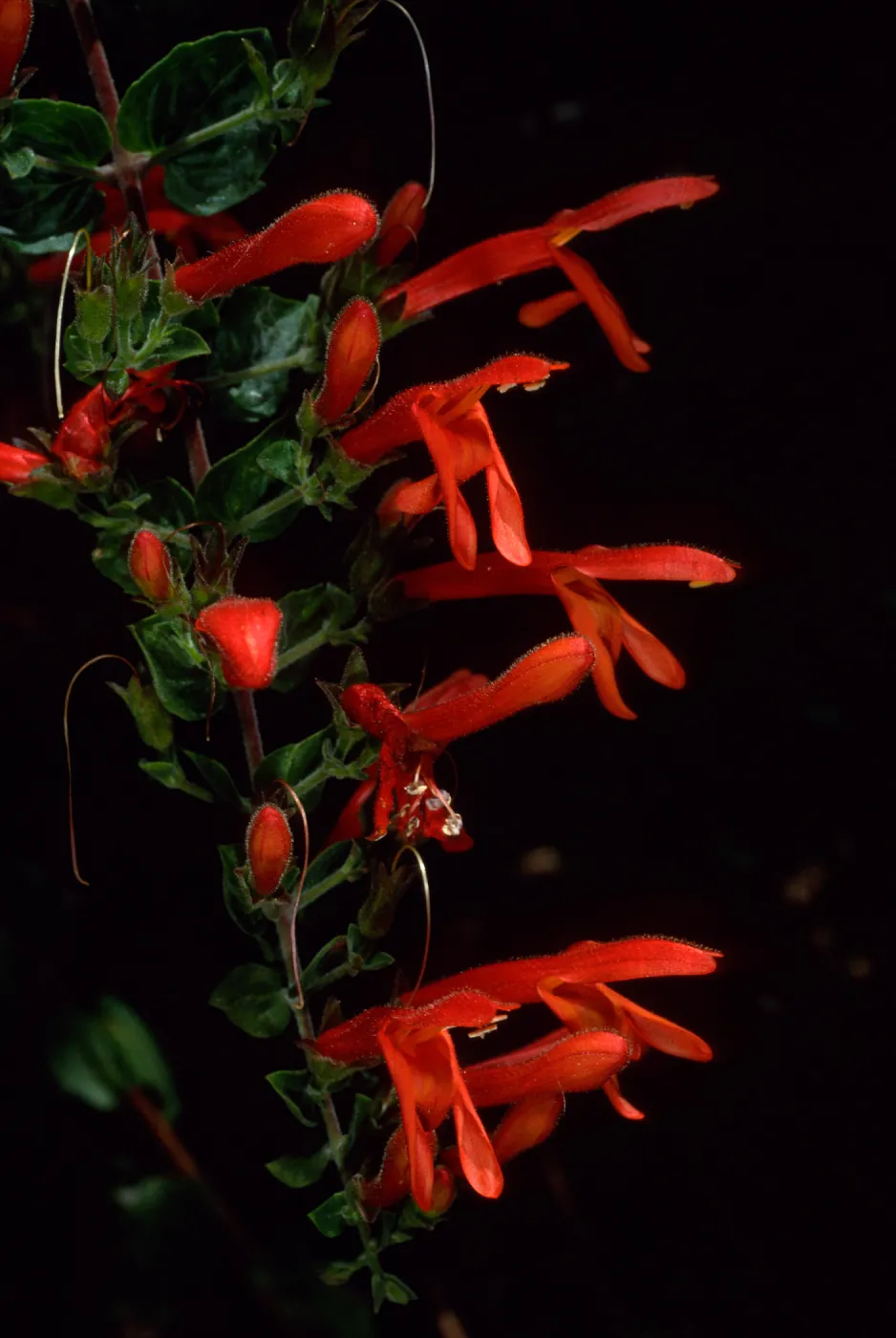 Keckiella cordifolia, SBBG