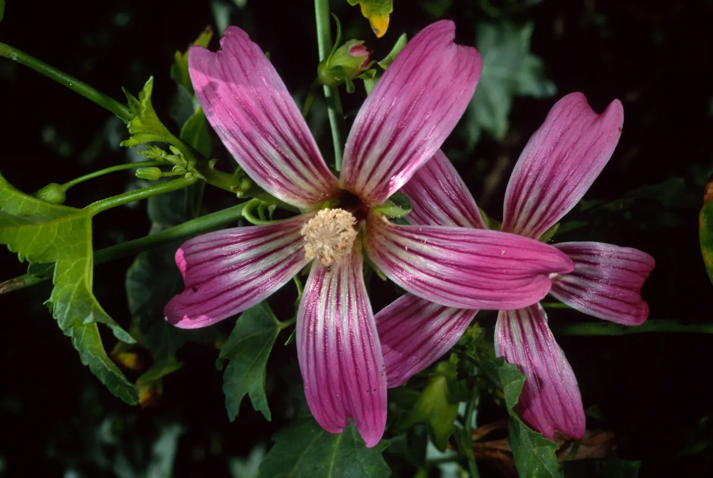 Lavatera ‘Purisma’, SBBG