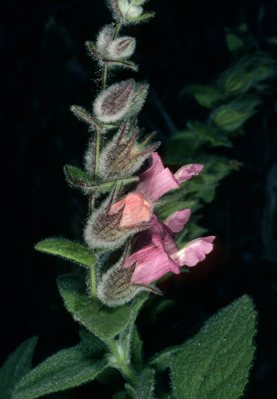 Lepechinia fragrans, SBBG Island Section