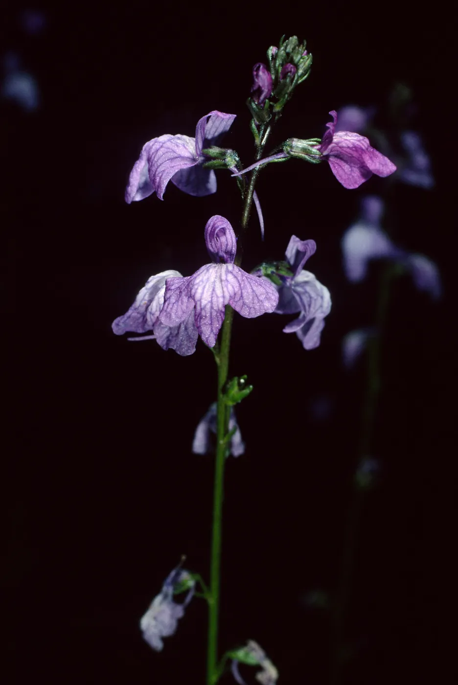 Linaria canadensis, SBBG Desert Section