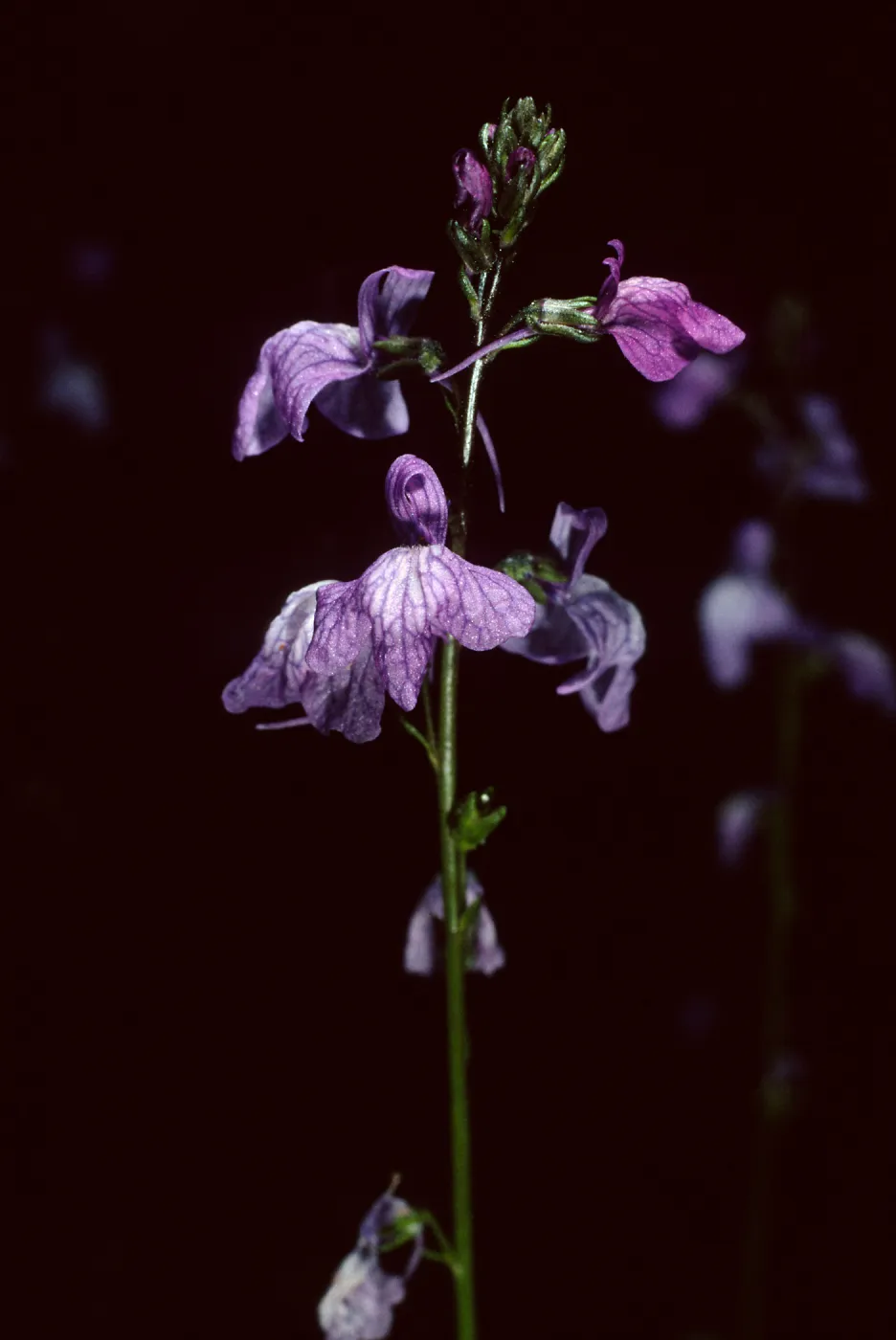 Linaria canadensis, SBBG Desert Section