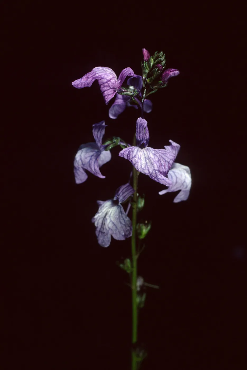 Linaria canadensis, SBBG Desert Section