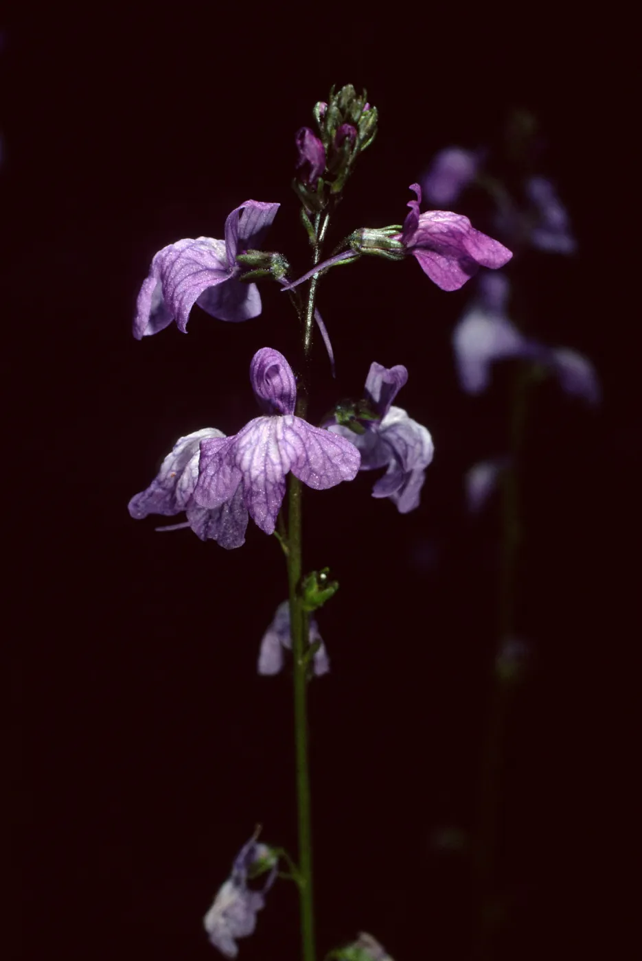 Linaria canadensis, SBBG Desert Section