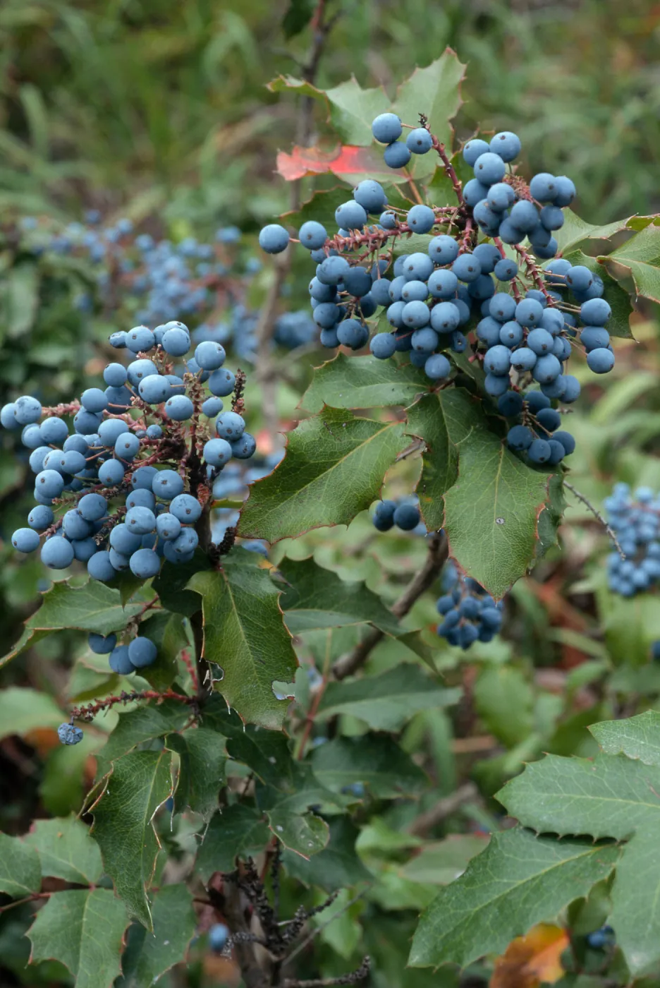 Mahonia pinnata ssp. pinnata