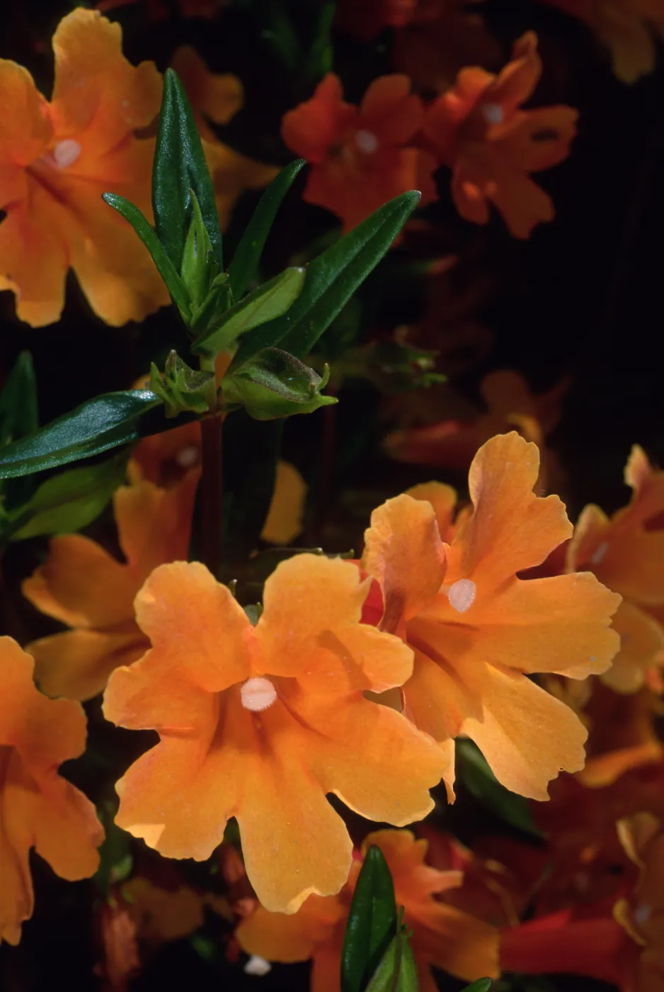 Mimulus ‘Pumpkin’, SBBG