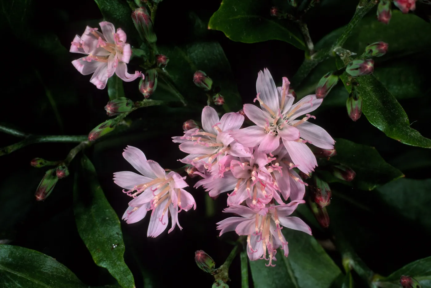 Munzothamnus blairii, SBBG