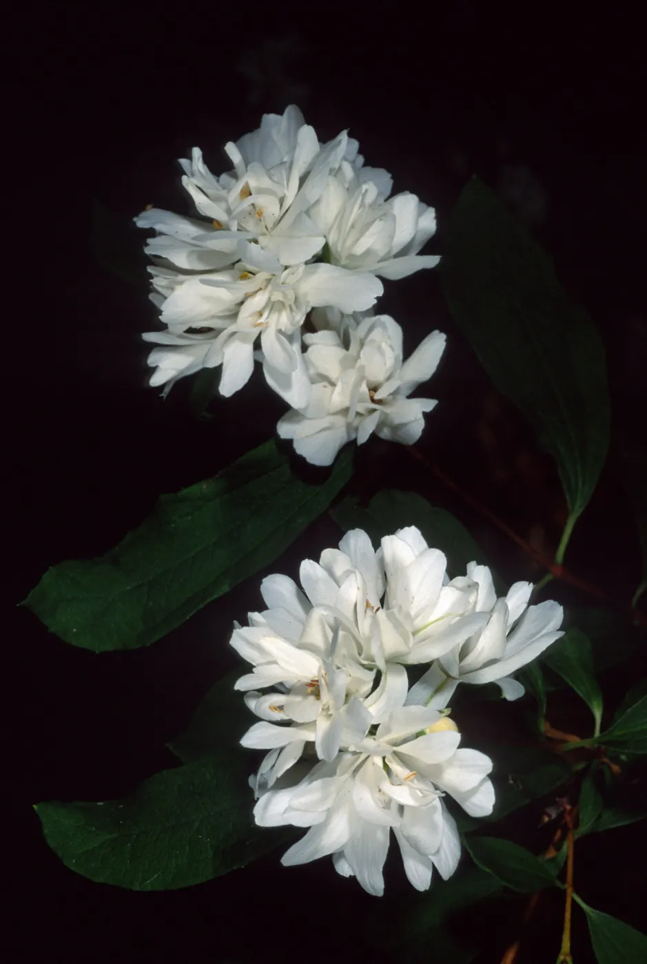 Philadelphus lewisii, SBBG