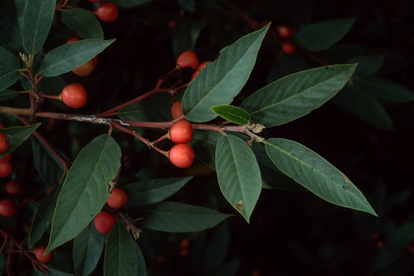 Rhamnus californica, SBBG