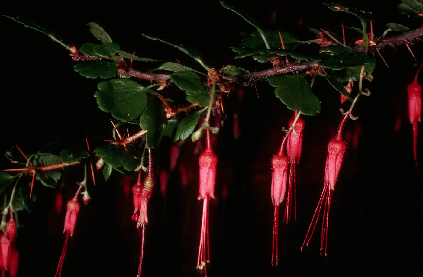 Ribes speciosum, SBBG Arroyo