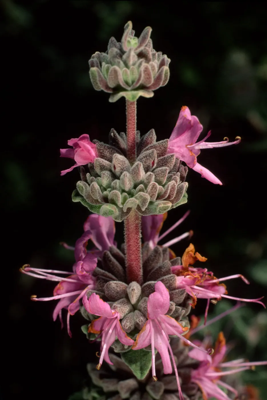 Salvia leucophylla (Purple Sage), SBBG