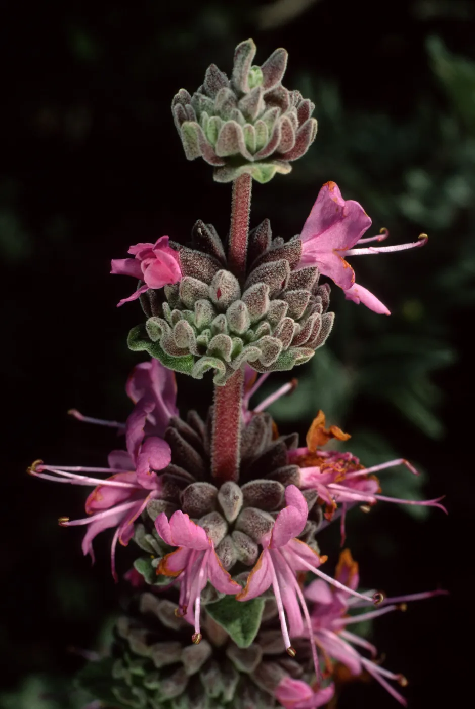 Salvia leucophylla (Purple Sage), SBBG