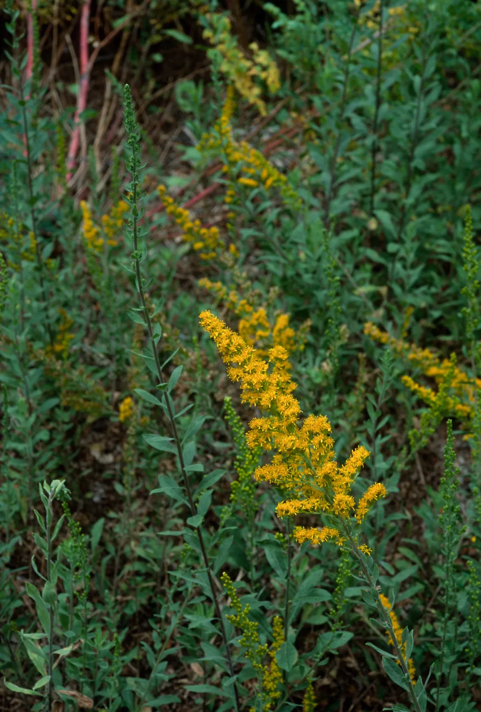 Santa Barbara Botanic Garden, Solidago californica
