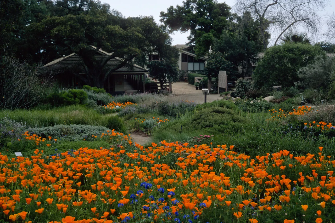Santa Barbara Botanic Garden, meadow