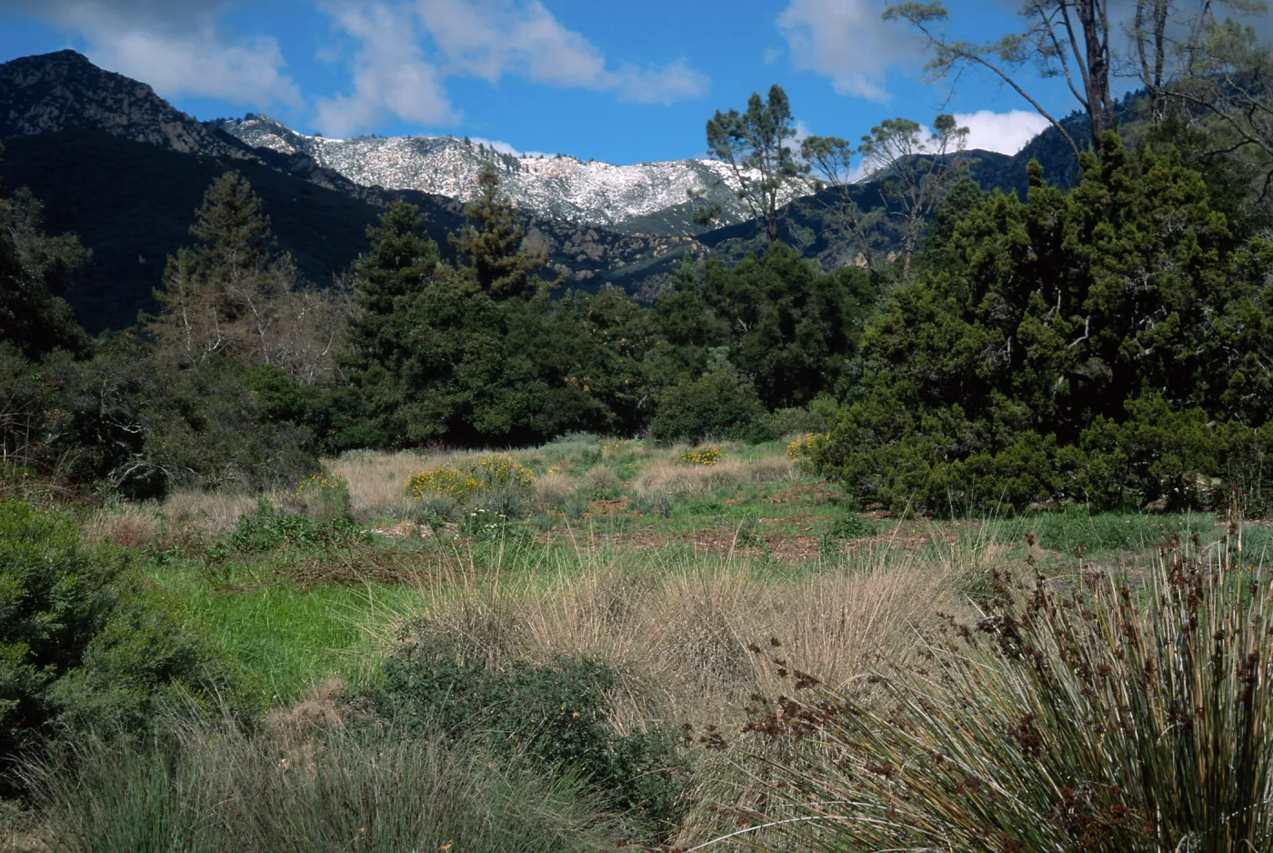 Santa Barbara Botanic Garden, snow on Santa Ynez Mountains, meadow