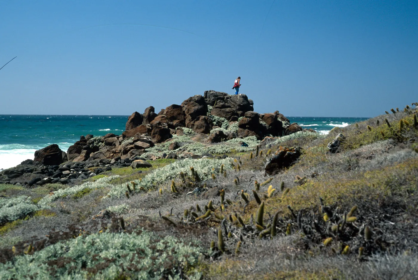 Eschscholzia ramosa habitat, Santa Cruz Island