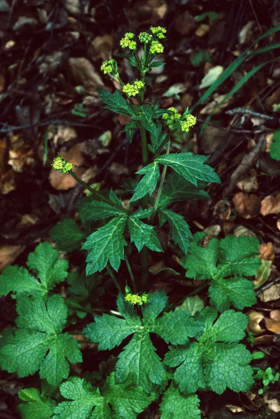 Sanicula crassicaulis, West fork of Cold Springs Trail, Santa Barbara County
