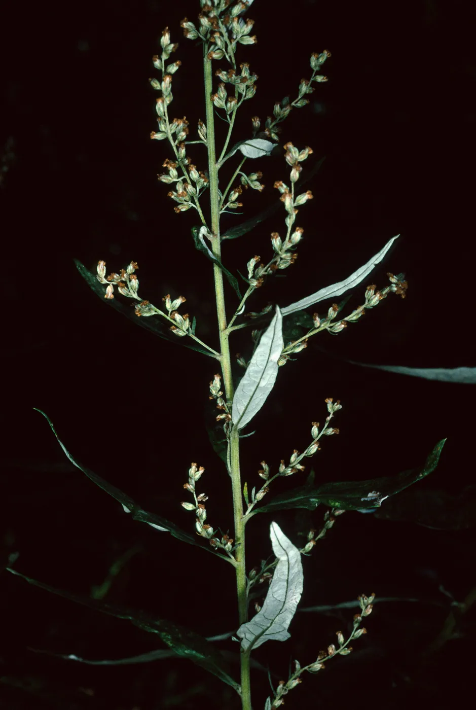Artemisia douglasiana, Tunnel Road, Santa Barbara County