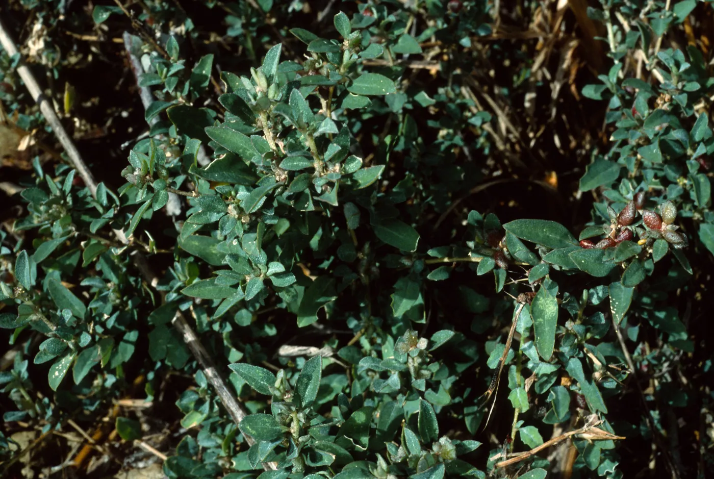 Atriplex semibaccata, Tunnel Road, Santa Barbara County