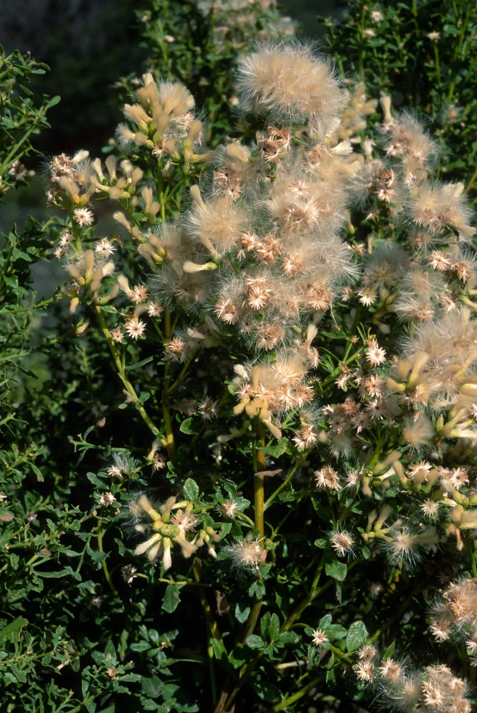 Baccharis pilularis, Tunnel Road, Santa Barbara County