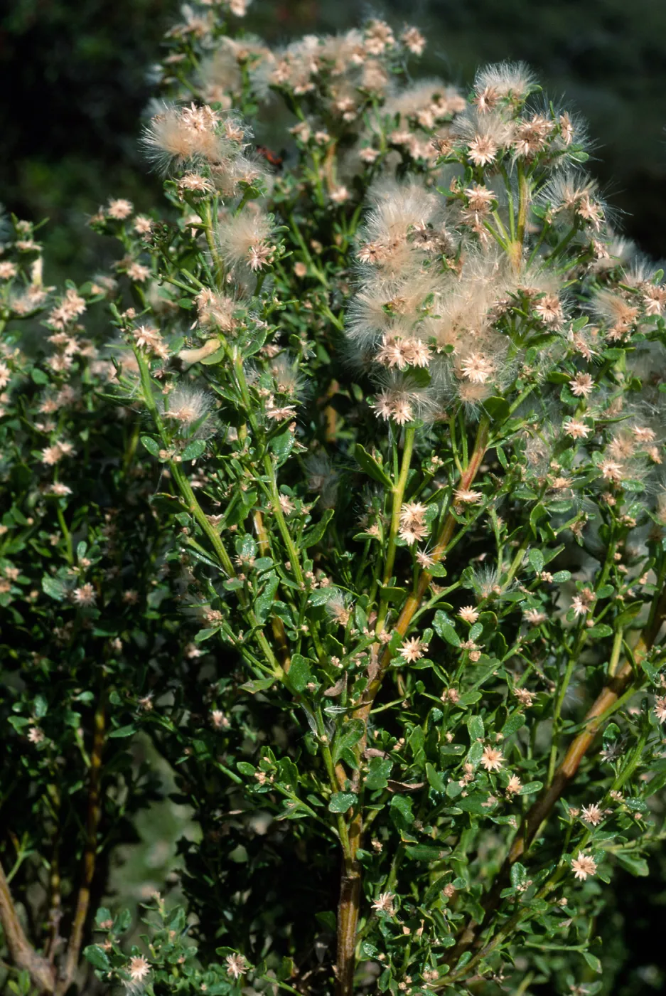 Baccharis pilularis, Tunnel Road, Santa Barbara County