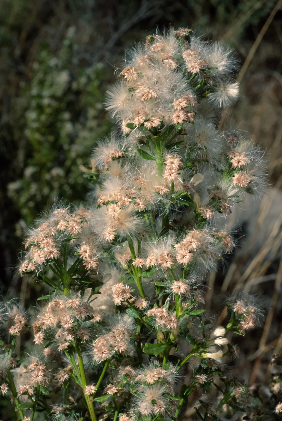 Baccharis pilularis, Tunnel Road, Santa Barbara County
