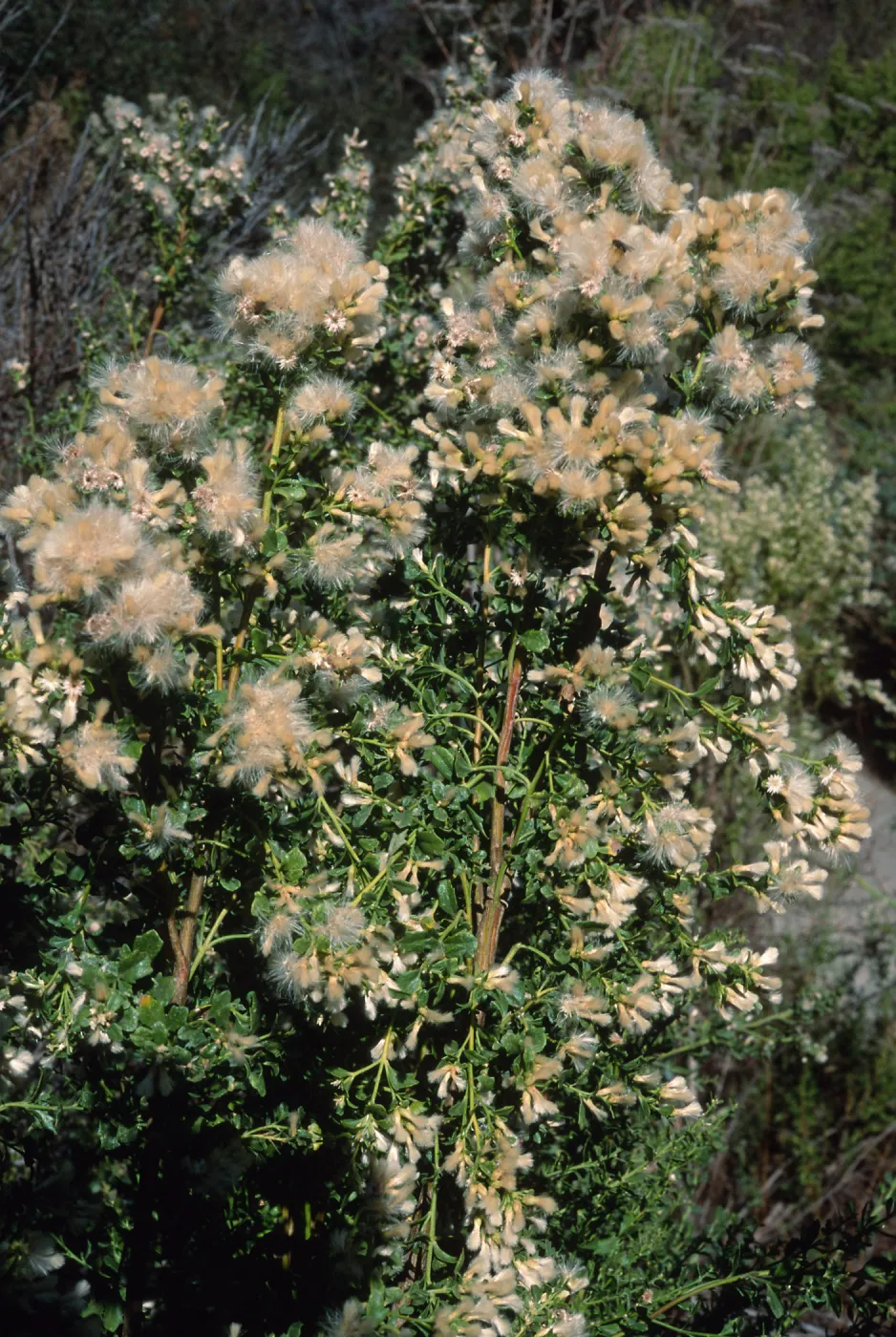 Baccharis pilularis, Tunnel Road, Santa Barbara County