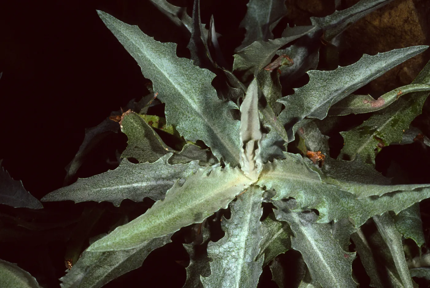 Stephanomeria cichoriacea, Tunnel Road, Santa Barbara County