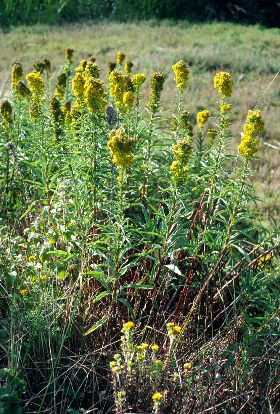 Solidago confinis, Southern edge of Morro Bay, Montaña de Oro