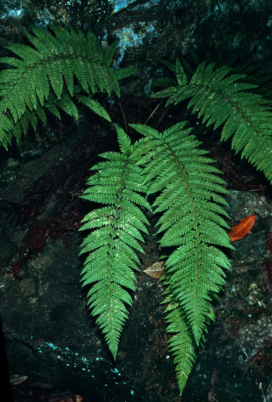 Polystichium dudleyi, Big Creek Reserve, Monterey County