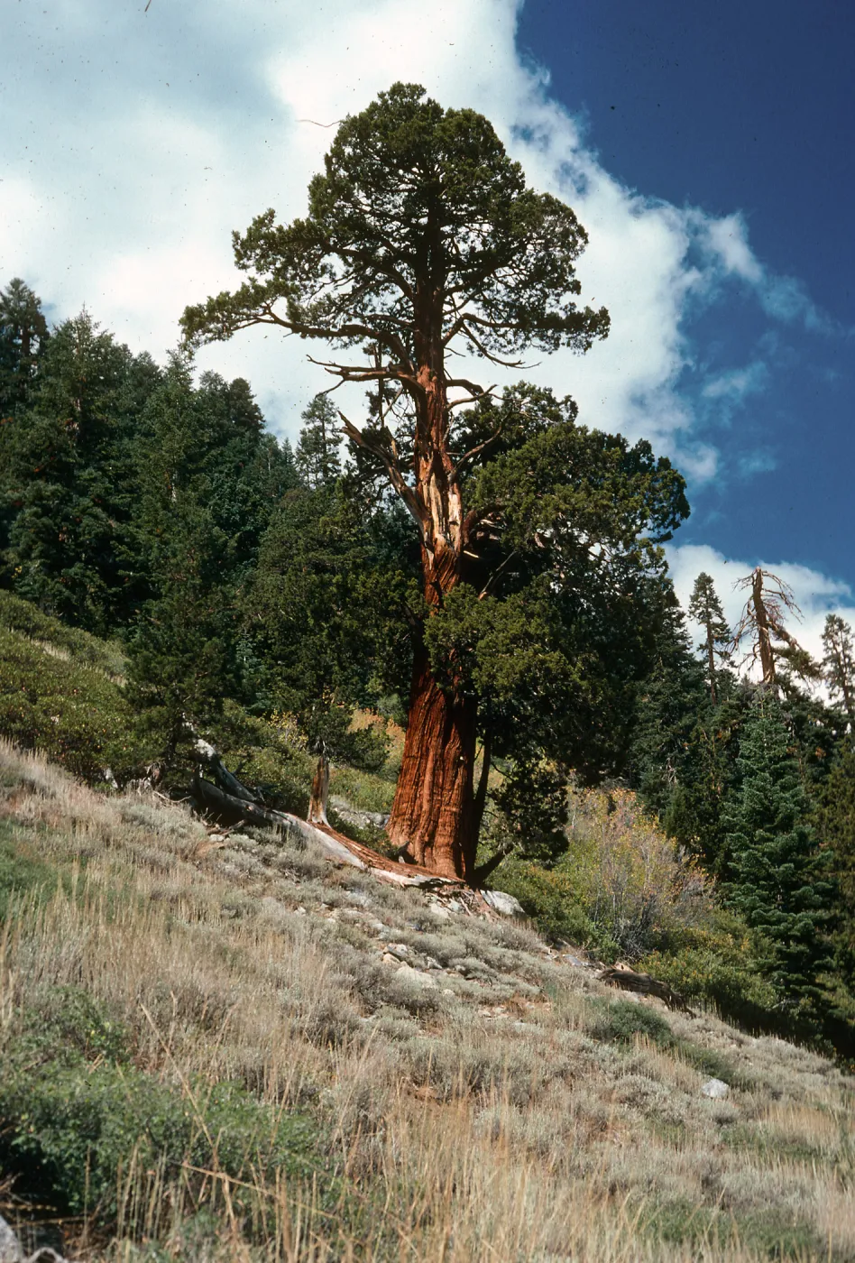 Juniperus occidentalis, Eagle Lake Trail, Mineral King, Sequoia National Park