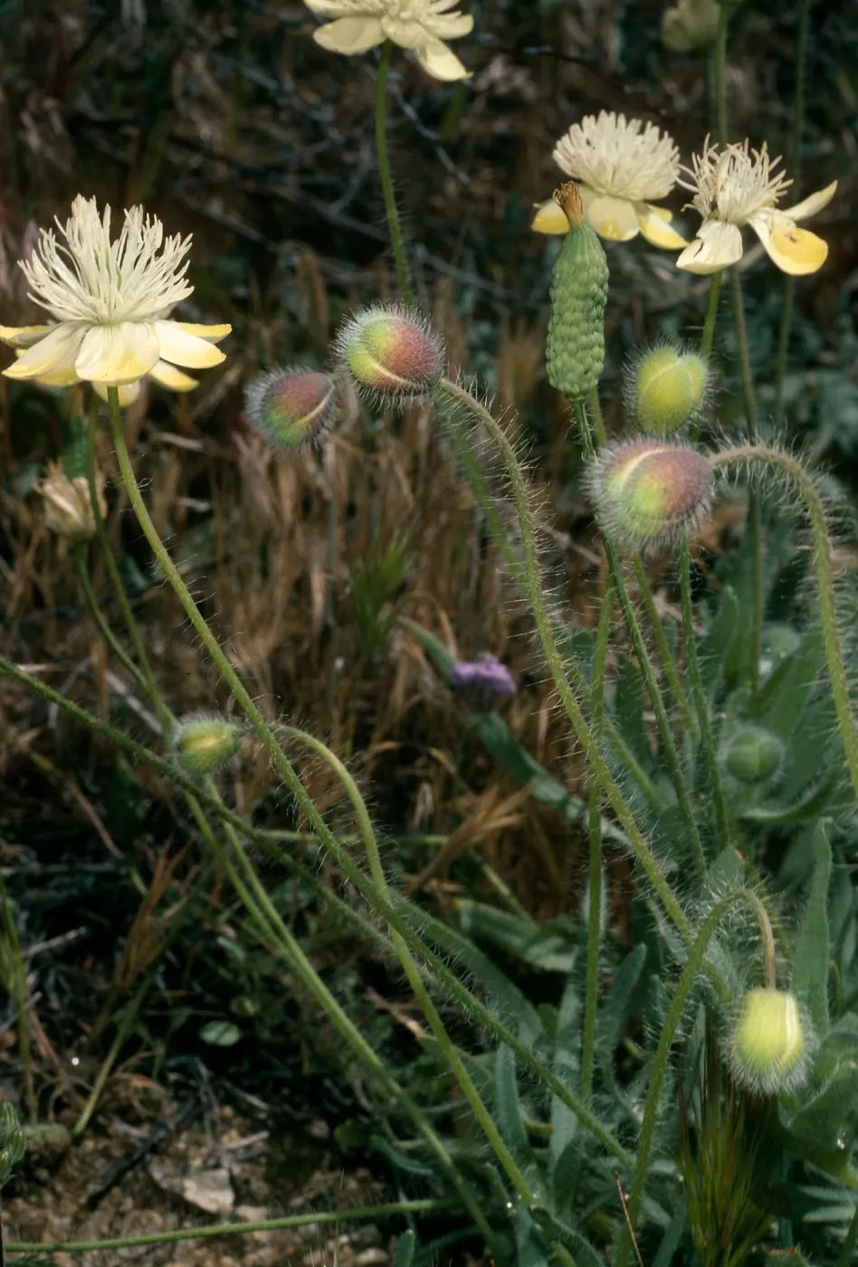 Platstemon californicus, Gorman Hills, Hungry Valley State Park