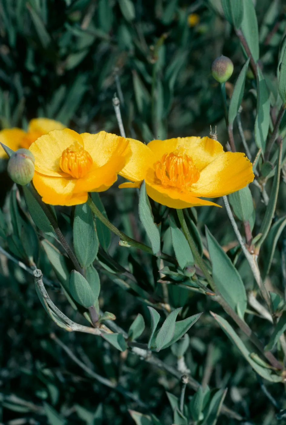 Dendromecon rigida, Cuesta, San Luis Obispo County