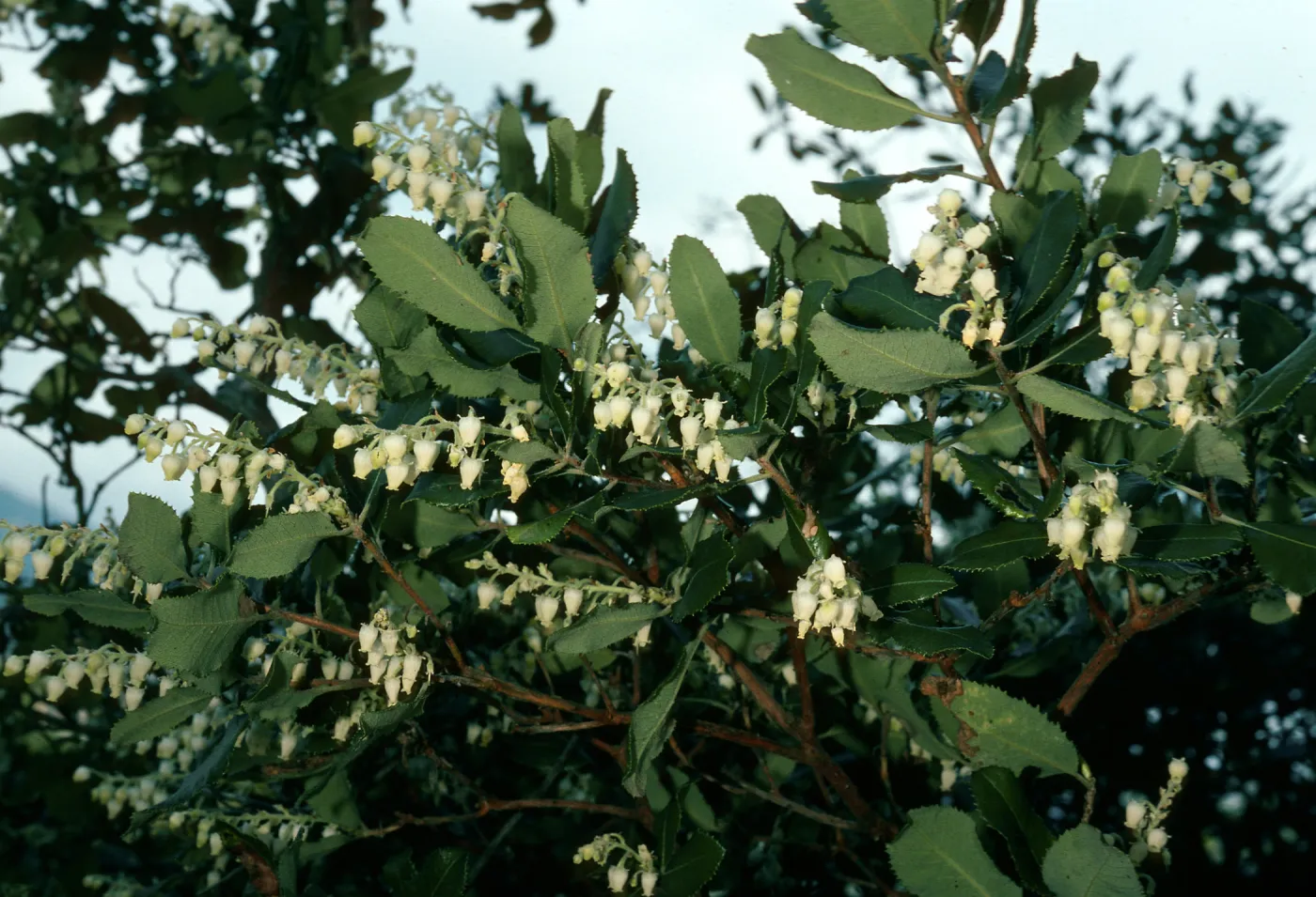 Comarostaphylis, road to Toro Canyon Park, Santa Barbara County