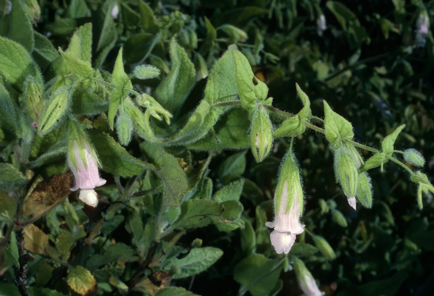 Lepechinia fragrans, Triunfo Pass, Santa Monica Mountains, Ventura County