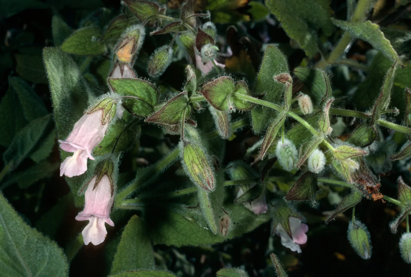 Lepechinia fragrans, Triunfo Pass, Santa Monica Mountains, Ventura County