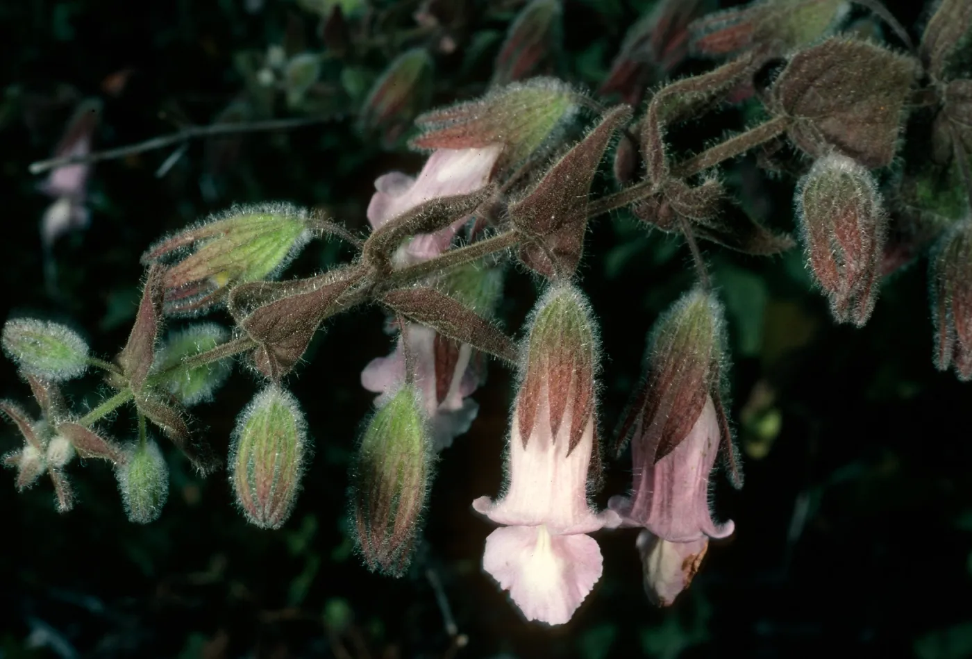 Lepechinia fragrans, Triunfo Pass, Santa Monica Mountains, Ventura County