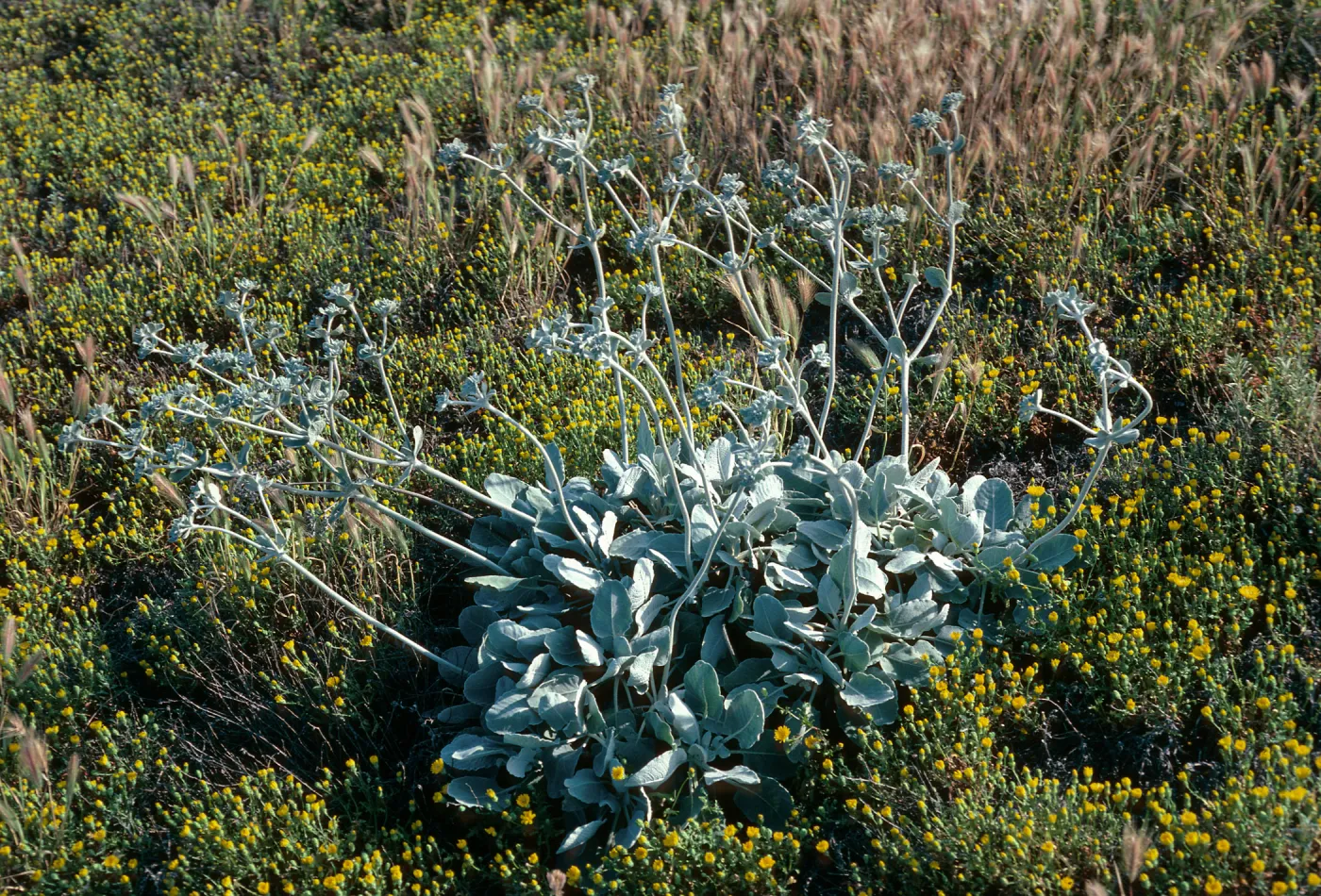 Santa Barbara Island, Eriogonum giganteum var. compactum, South of Cliff Canyon