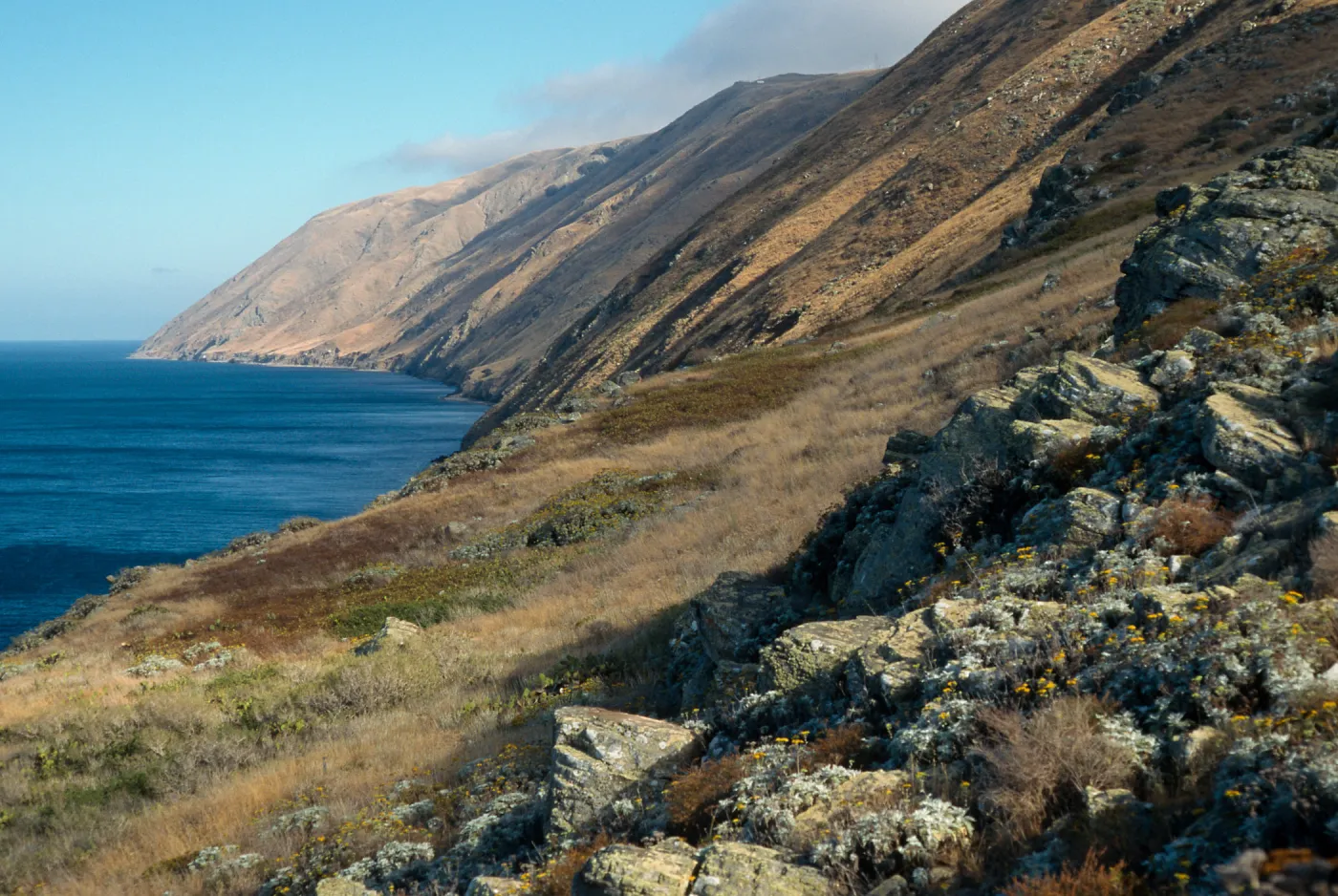 Lotus dendroideus traskiae habitat, just South of Nanny Canyon, Santa Cruz Island
