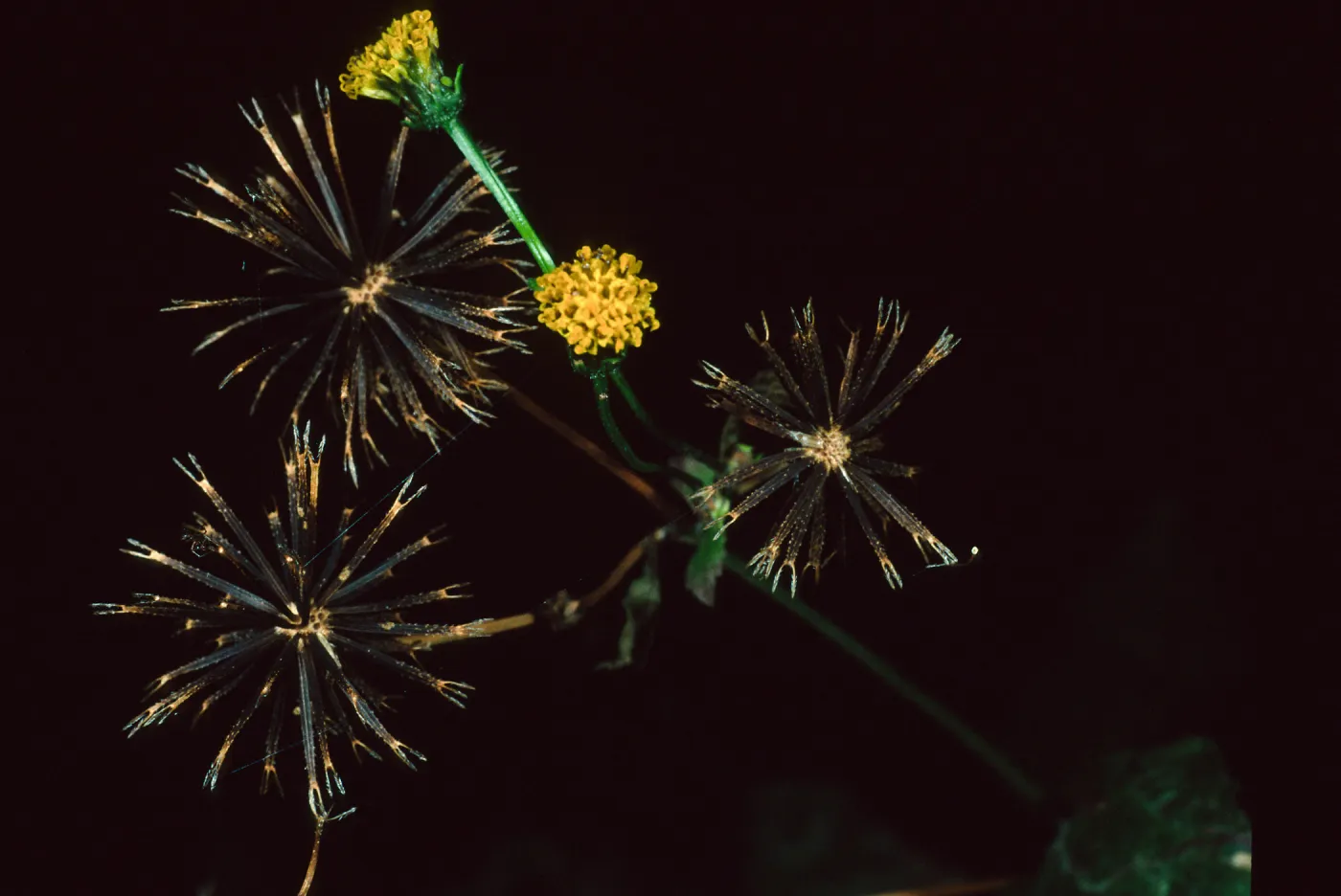 Mission Canyon Road, Bideus pilosa