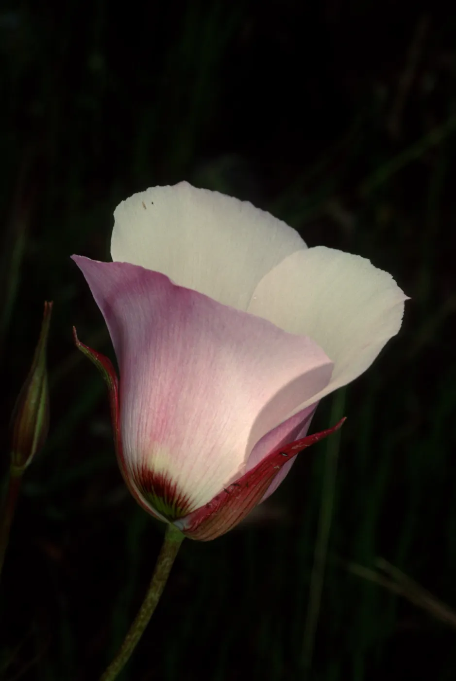 Calochortus catalinae, Toyon Bay Road, Santa Catalina Island