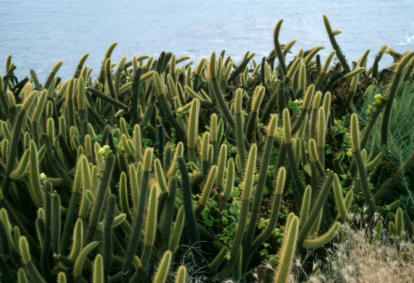 Bergerocactus, Todos Santos Island, South Island, West side