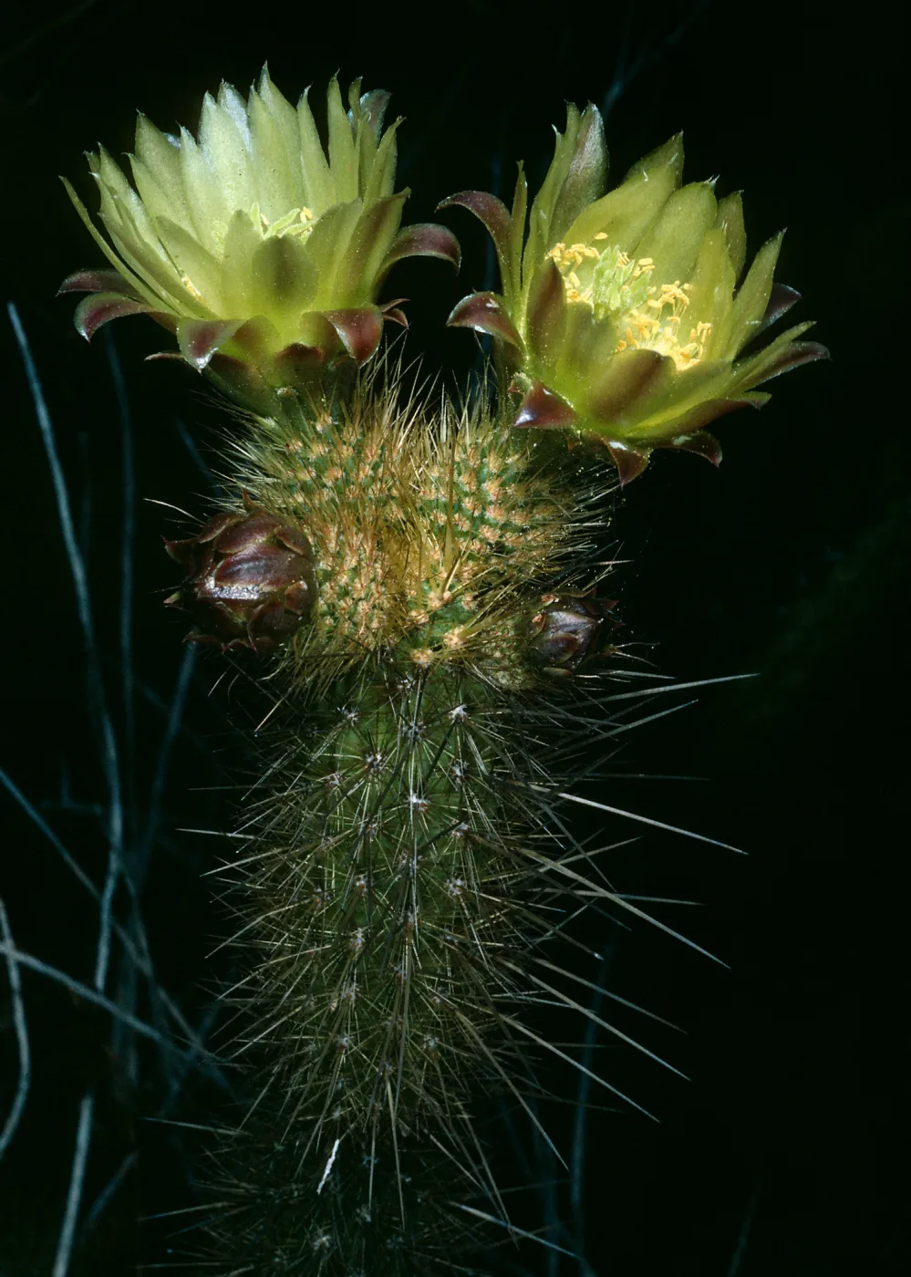 Bergerocactus, South Todos Santos Island