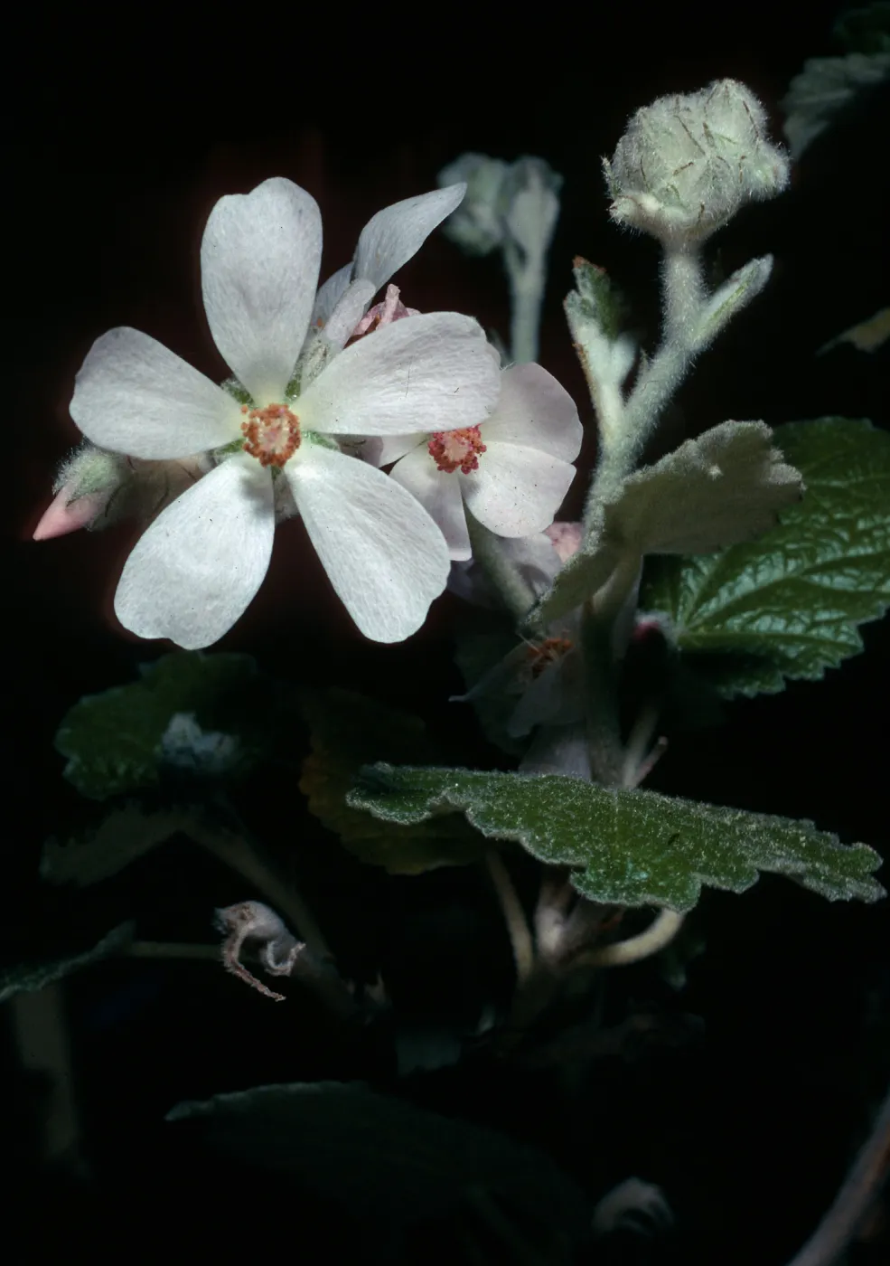 Malacothamnus clementinus