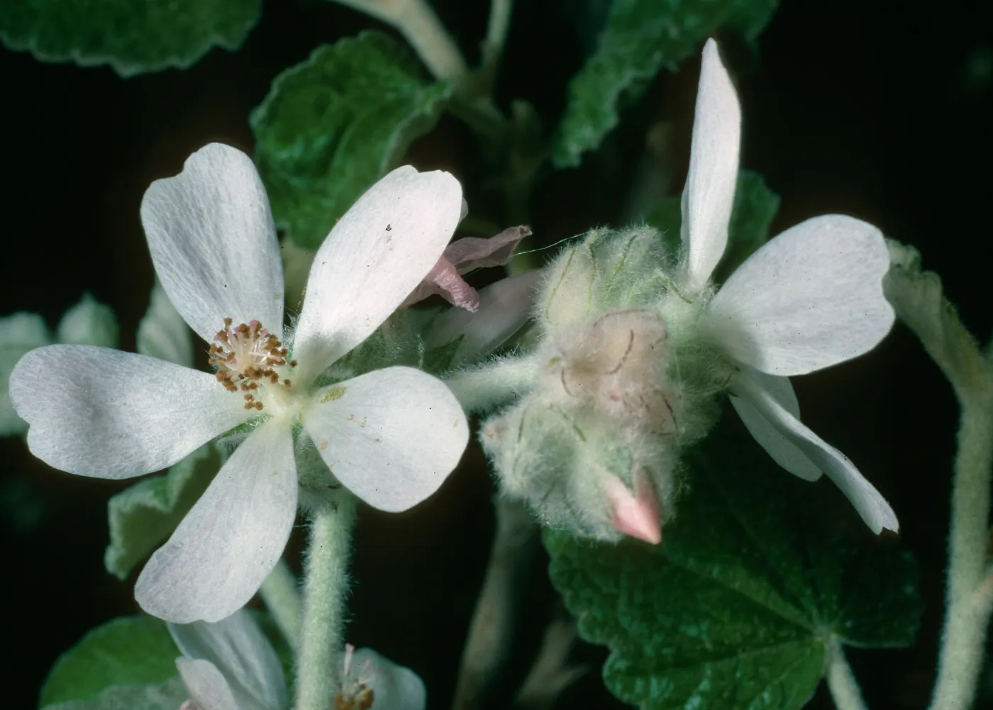 Malacothamnus clementinus