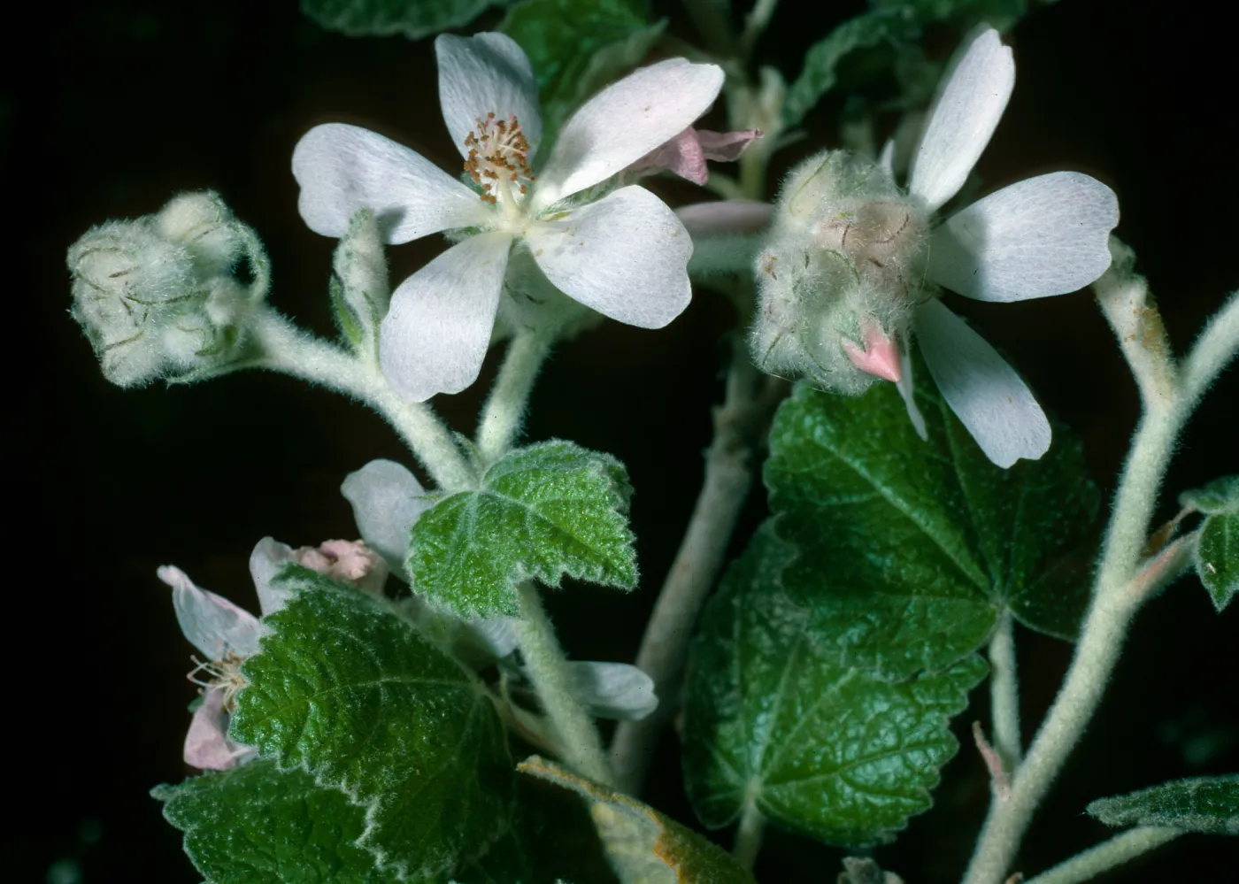 Malacothamnus clementinus