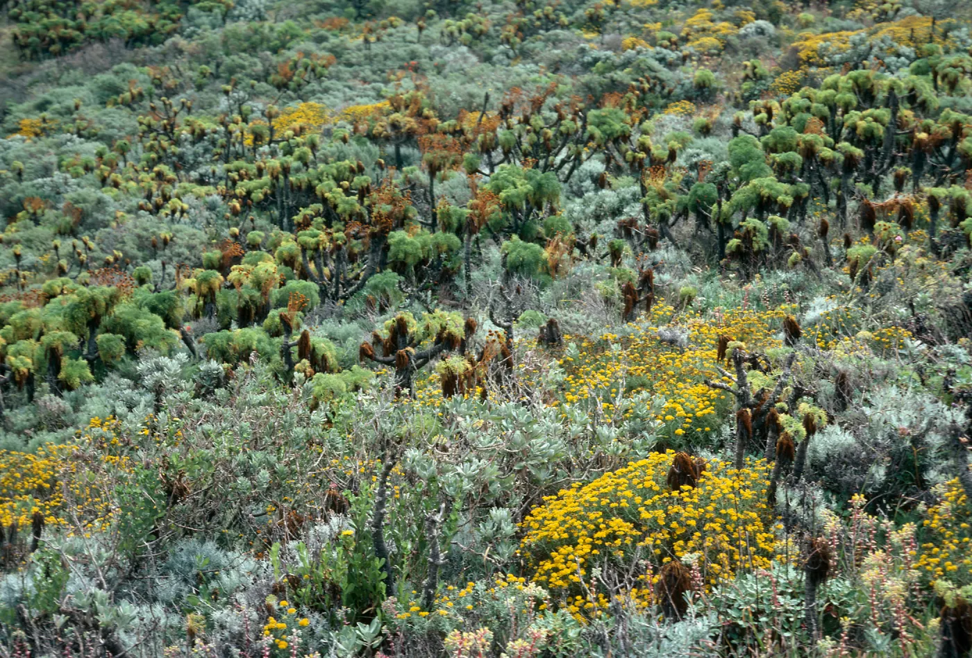 West Anacapa Island, West of Summit Peak, onshore slopes