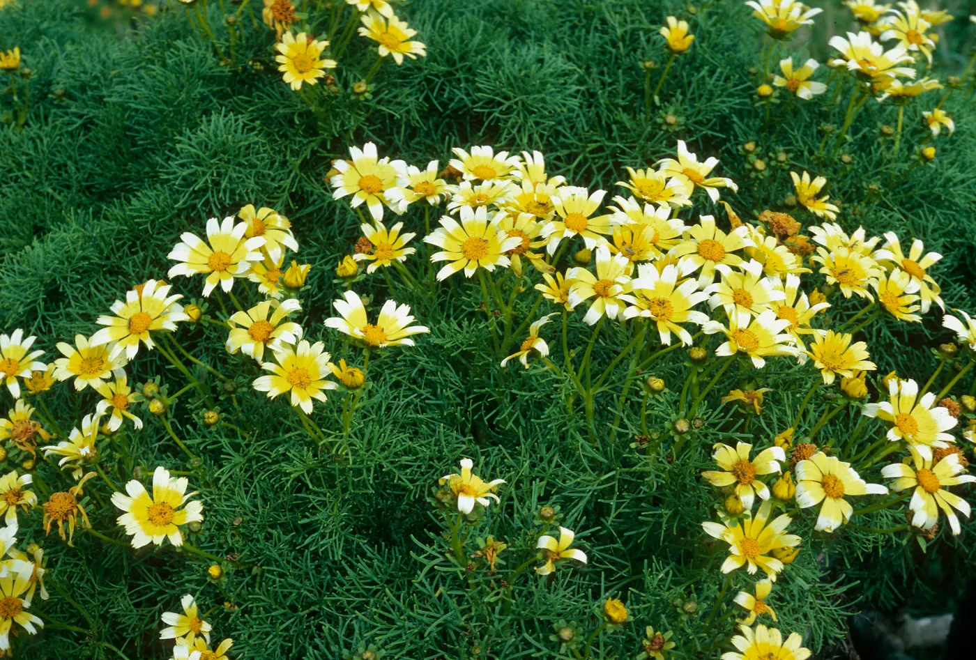 East Anacapa Island, just South of campground, Coreopsis gigantea, white tips on flowers