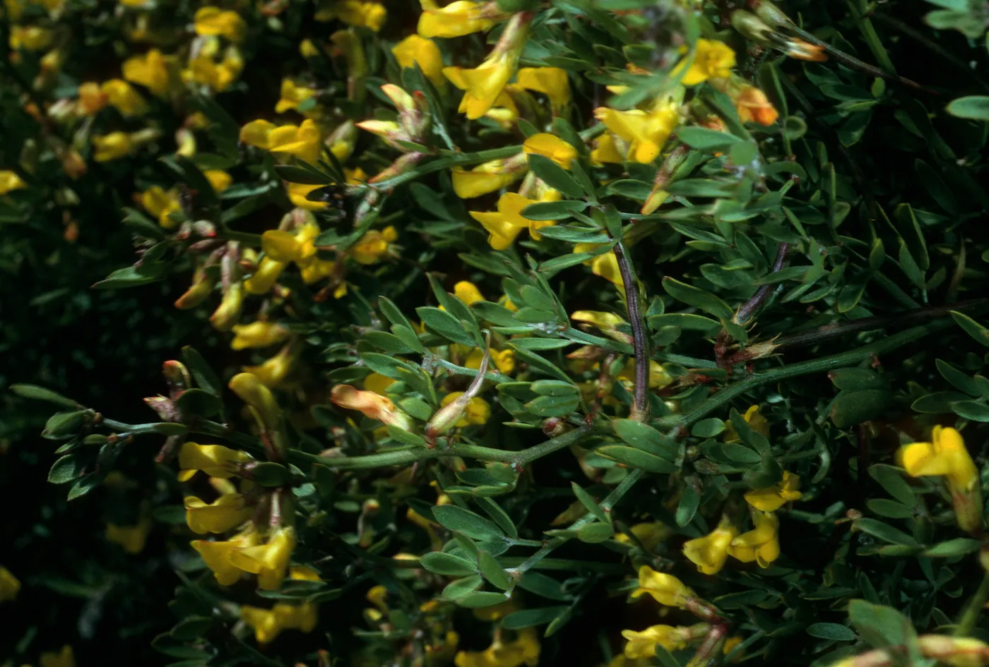 San Clemente Island, Δ Pebble, Lotus dendroideus traskiae
