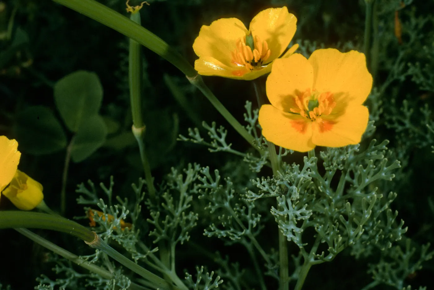 San Clemente Island, Eel Point grade, Eschscholzia ramosa
